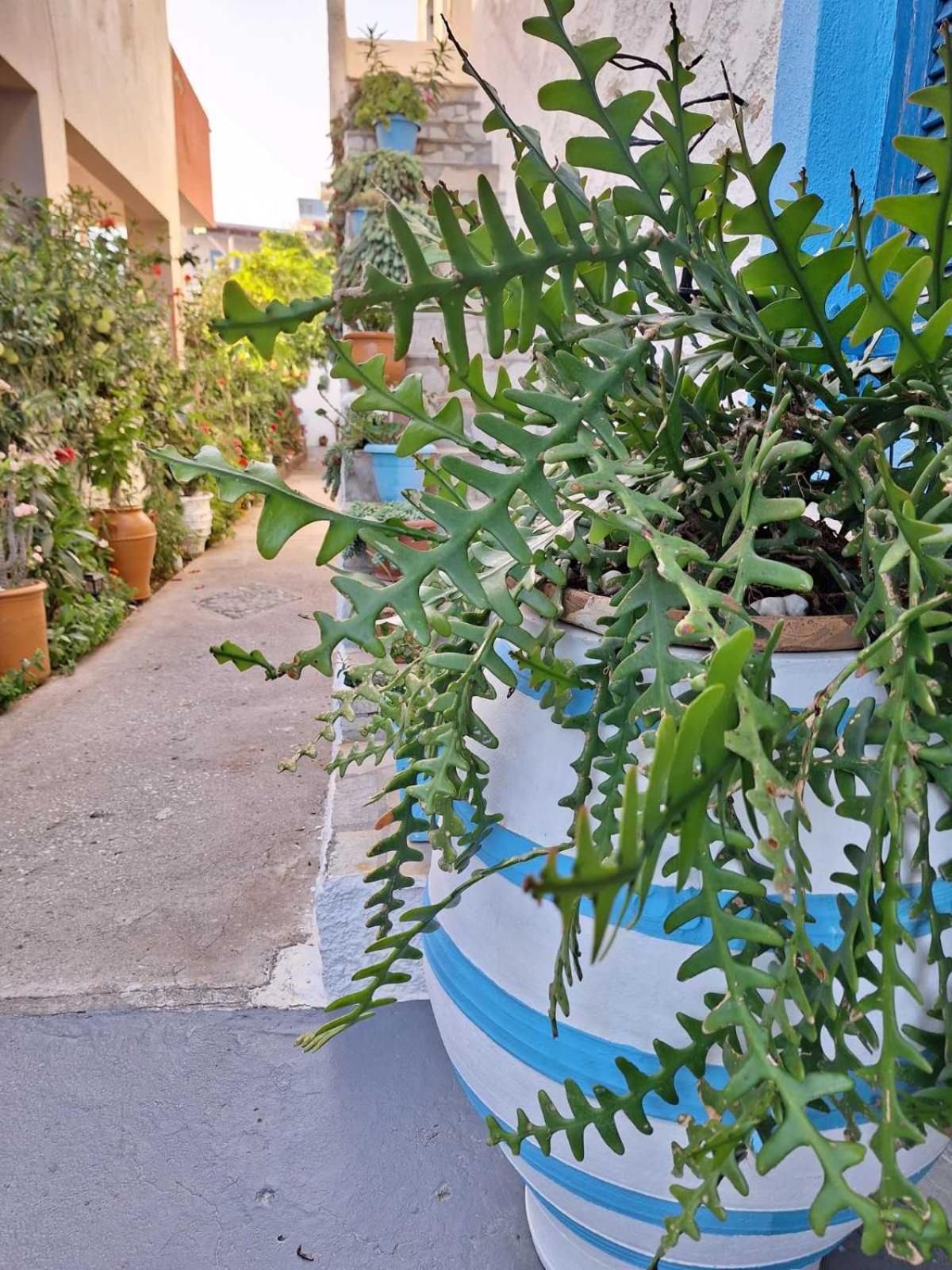 Βig Βlue Apartments Makrýgialos Exterior foto